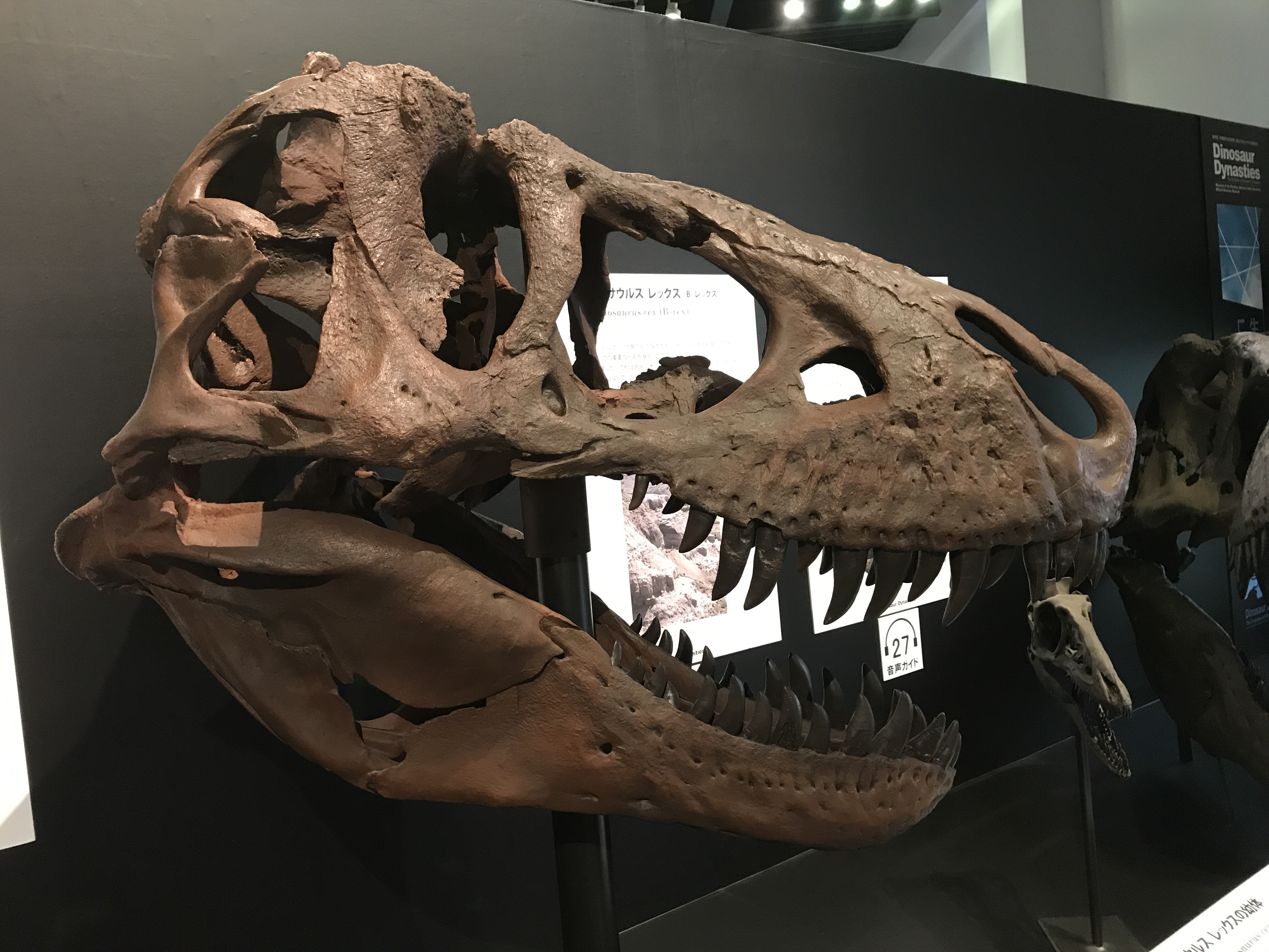 特価 貴重 本物 ティラノサウルス T-REX 歯化石 5cm位 東京サイエンス