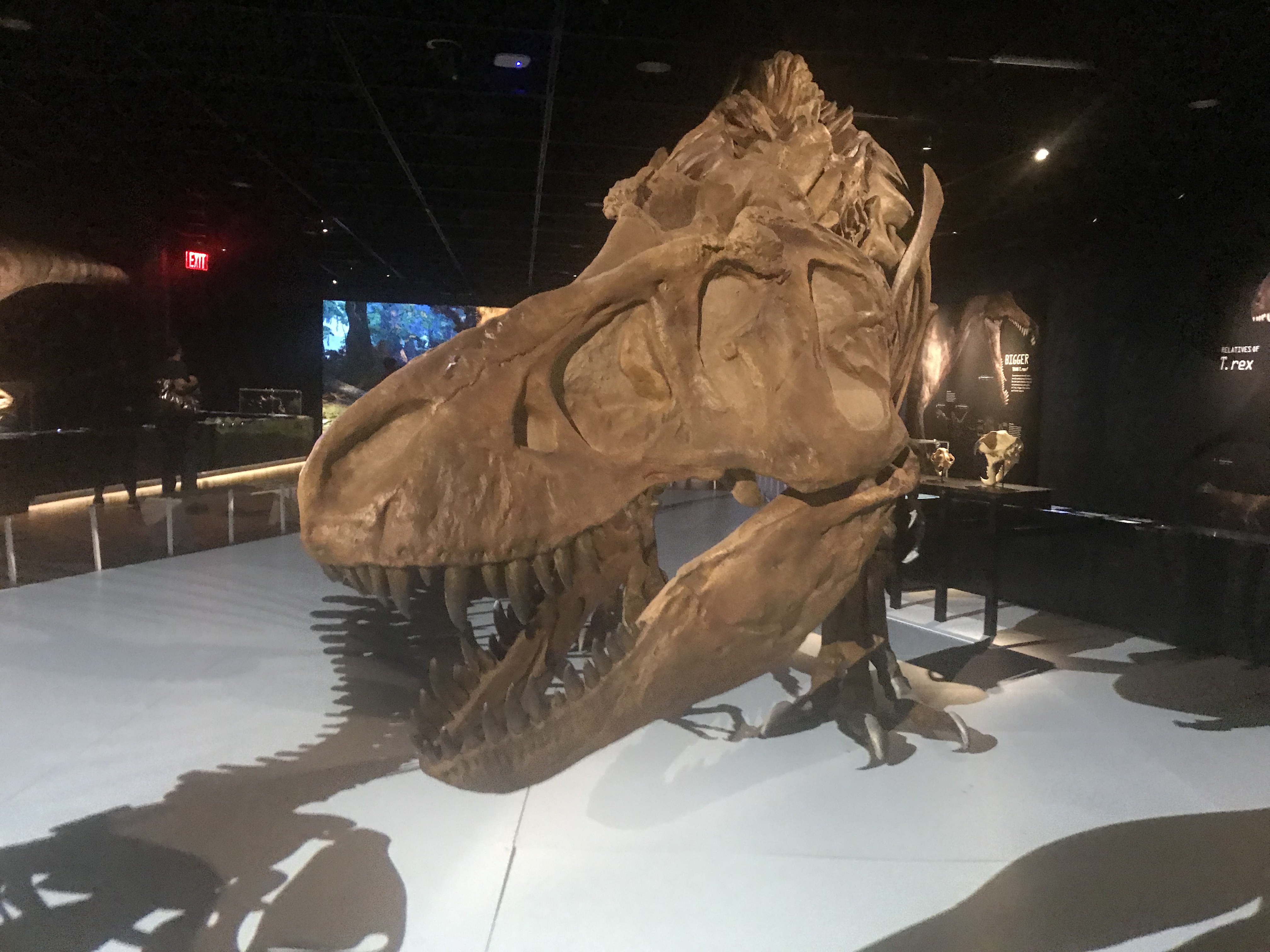 恐竜 歯化石 標本 アメリカ 大型 獣脚類