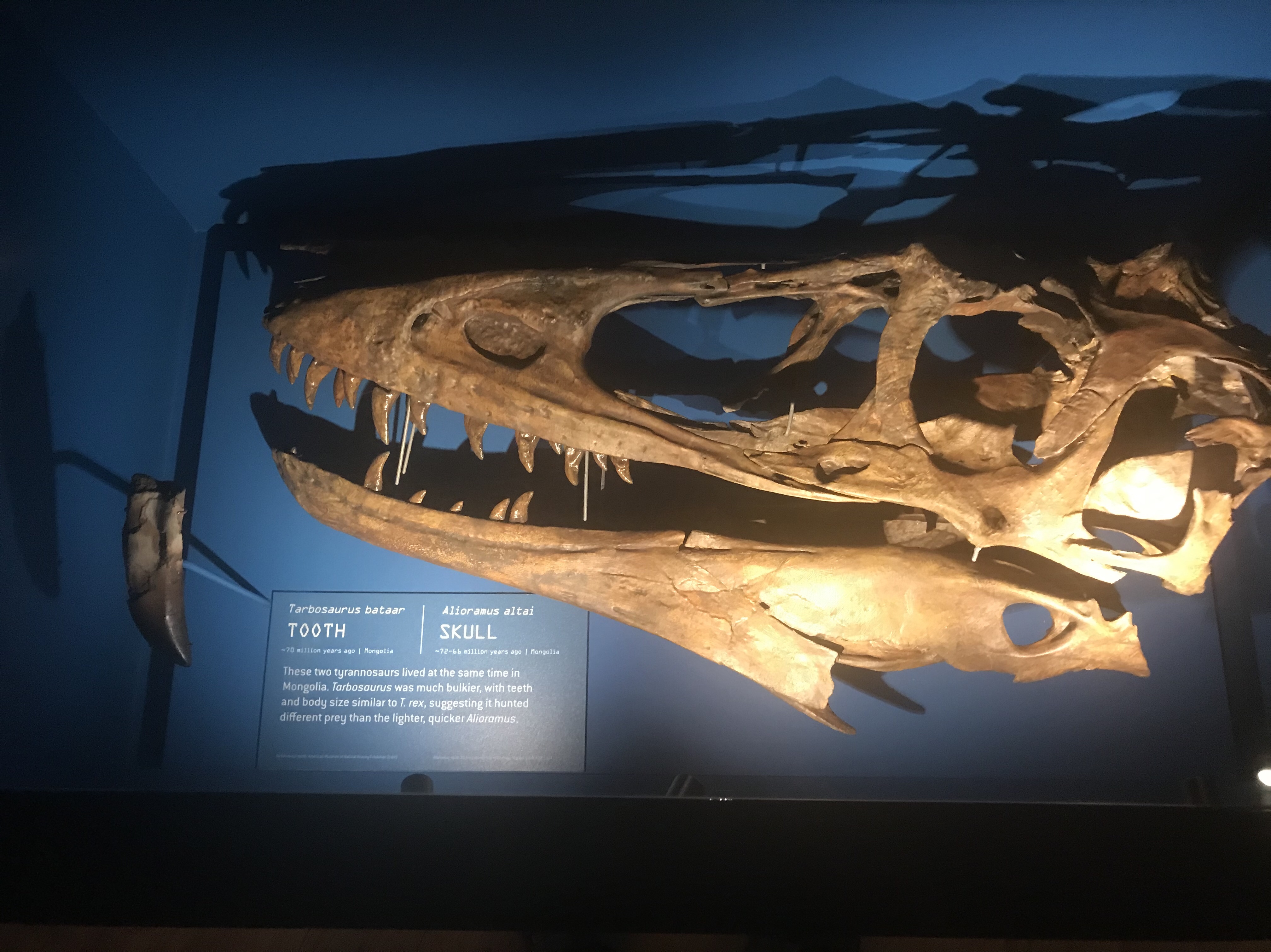 ケラトプス科 蹄 （ヒヅメ、末節骨）（検索：化石 ティラノサウルス