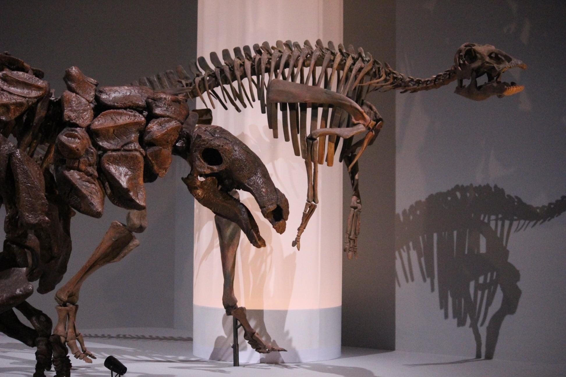 エドモントサウルス – ケラトプスユウタの恐竜旅行ブログ